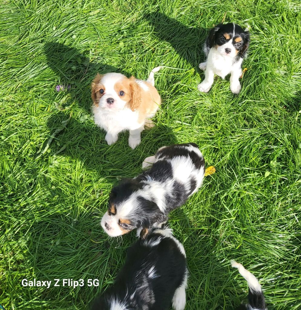 Philippe Le Priol - Cavalier King Charles Spaniel - Portée née le 12/08/2025
